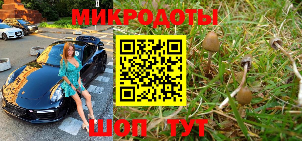 Галлюциногенные грибы Psilocybe Орск